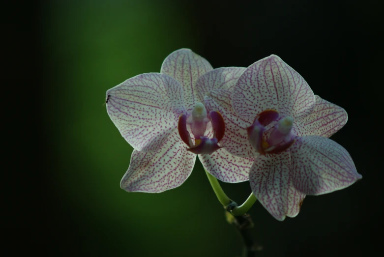 two large orchids with dark background in daylight