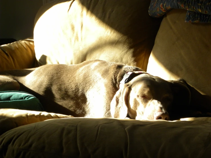 a dog rests on the couch as it sleeps