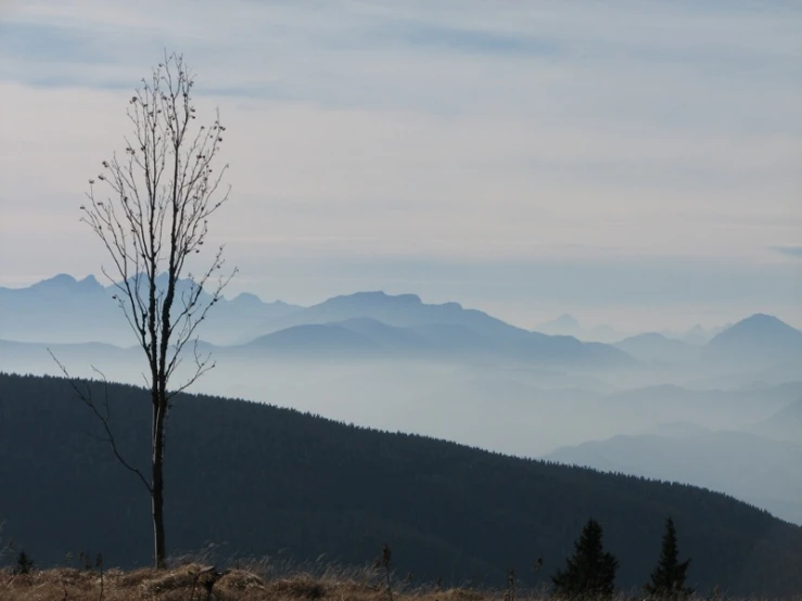 the trees and nches on the top of a mountain are bare