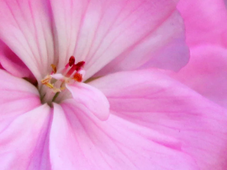 a close - up view of a very large pink flower