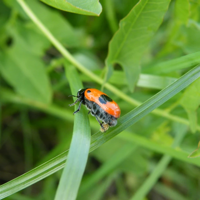 a orange and black bug sitting on top of green leaves