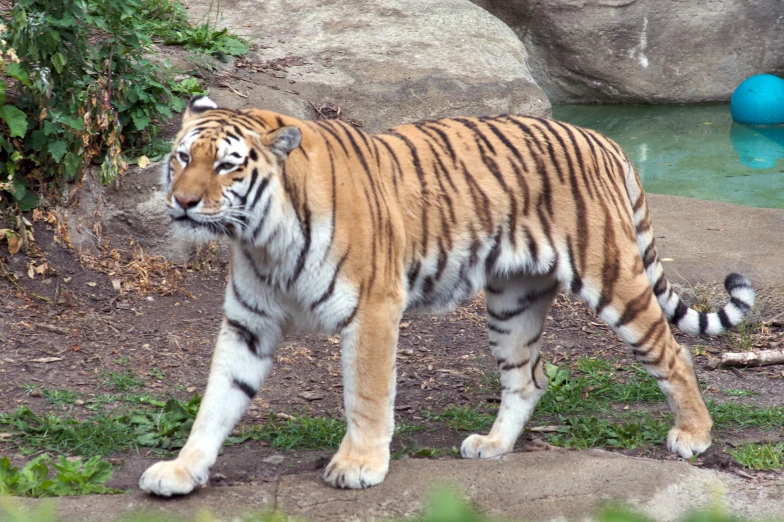 an image of a tiger that is walking