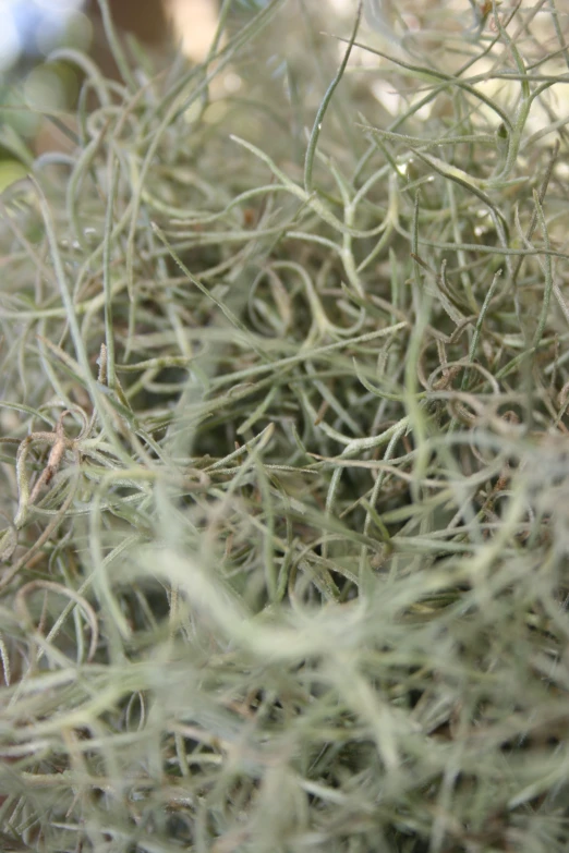 the nches and grass of a tree with brown needles