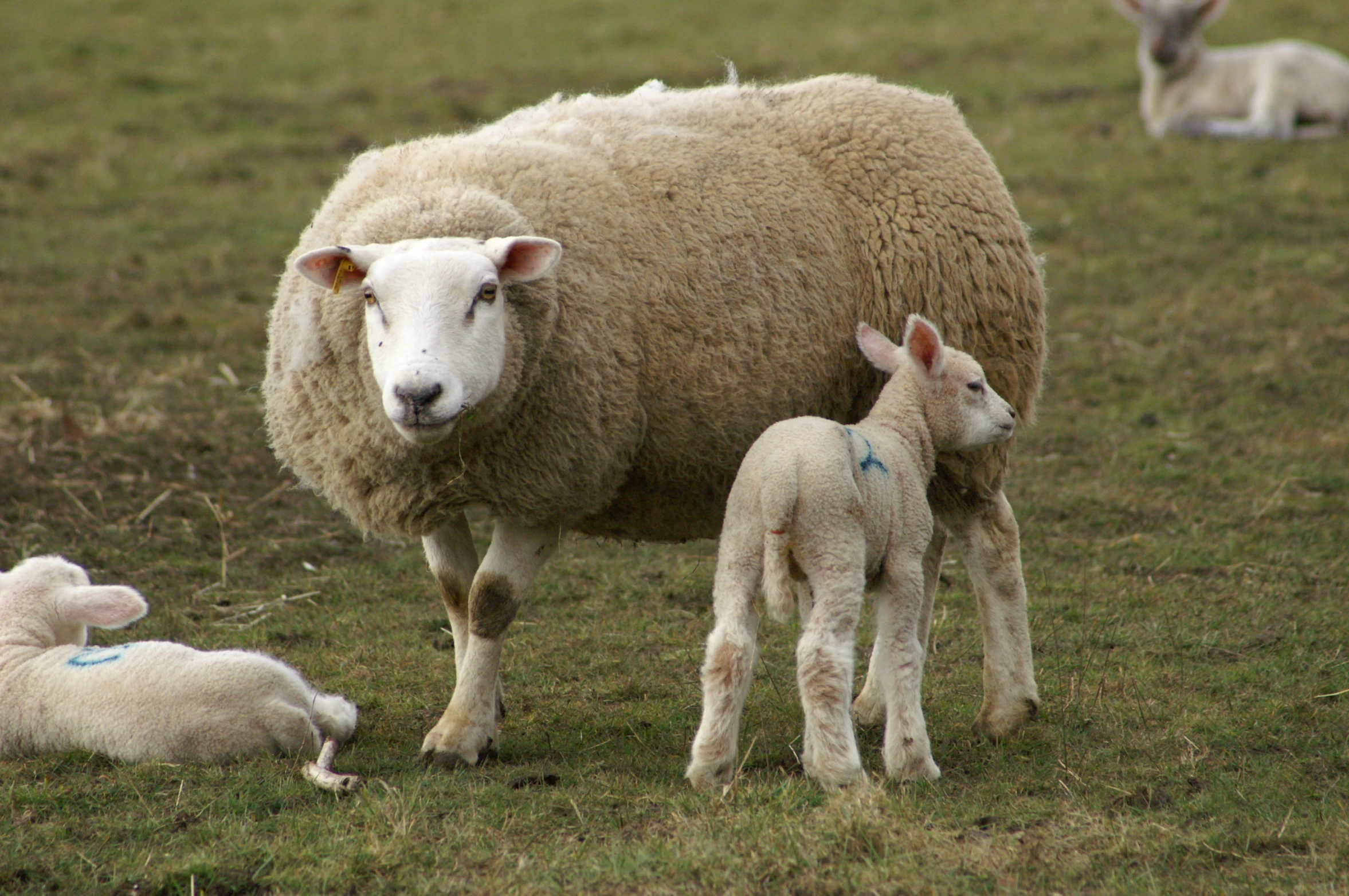 an adult sheep standing over two baby sheep