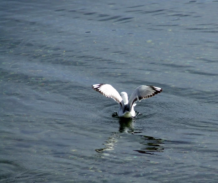 a black and white bird is gliding on the water