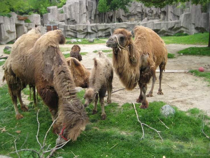 camels and sheep in an exhibit enclosure, eating grass