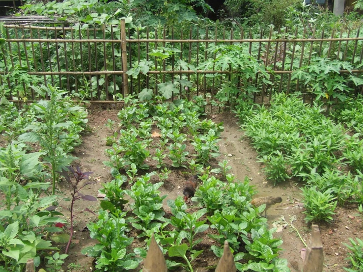 an outdoor vegetable garden with fenced in vegetables