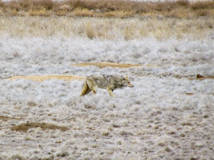 an animal is walking through an open field