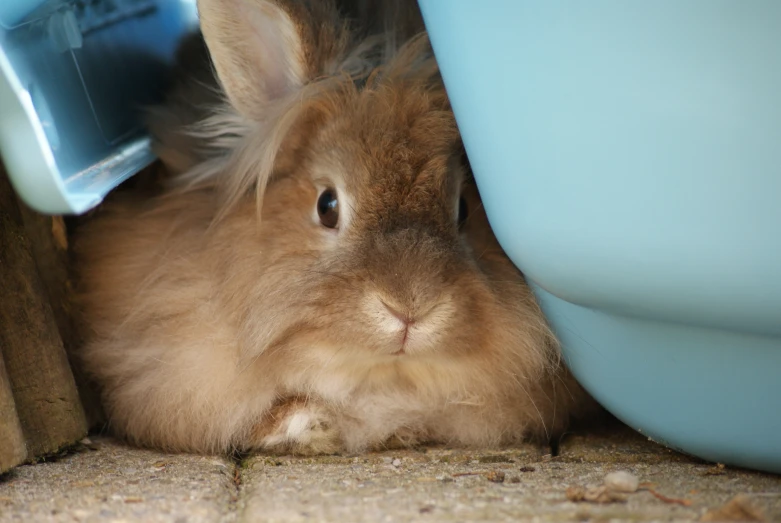 the bunny is in hiding under a chair