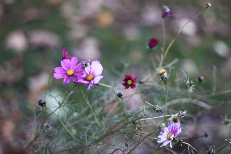 a couple of flowers that are in the grass