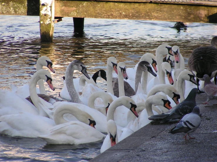 swans and pigeons are eating some grass