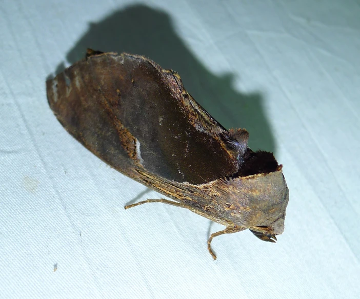 a moth is laying on the table and looking up