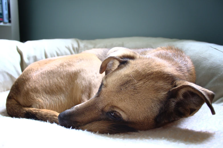 the dog is sleeping on the bed next to the pillow