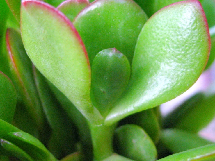 closeup of red and green plant with small leaves