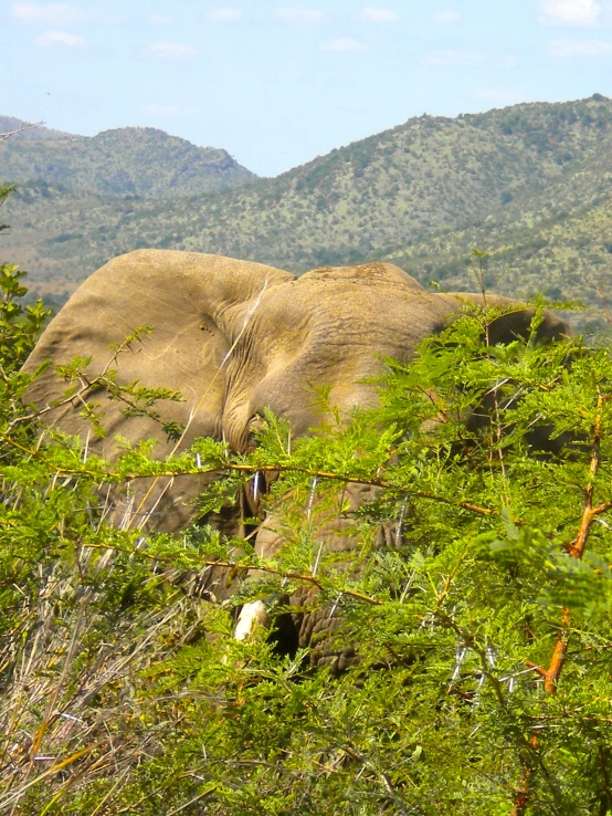 an elephant in a lush green forest surrounded by mountains