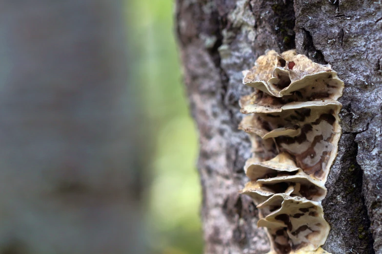 a very long piece of fungus on a tree