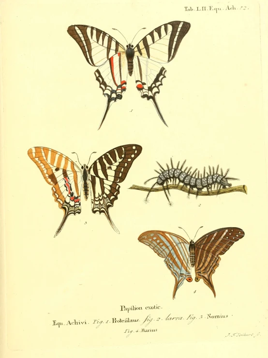 four colorful erflies that are on display in a book