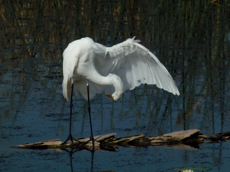 a white bird is standing on a nch in the water