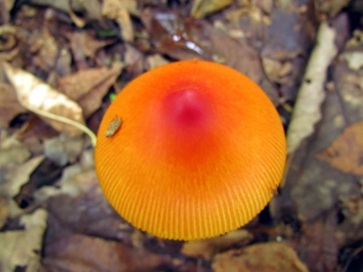 an orange object sitting on top of leaf covered ground