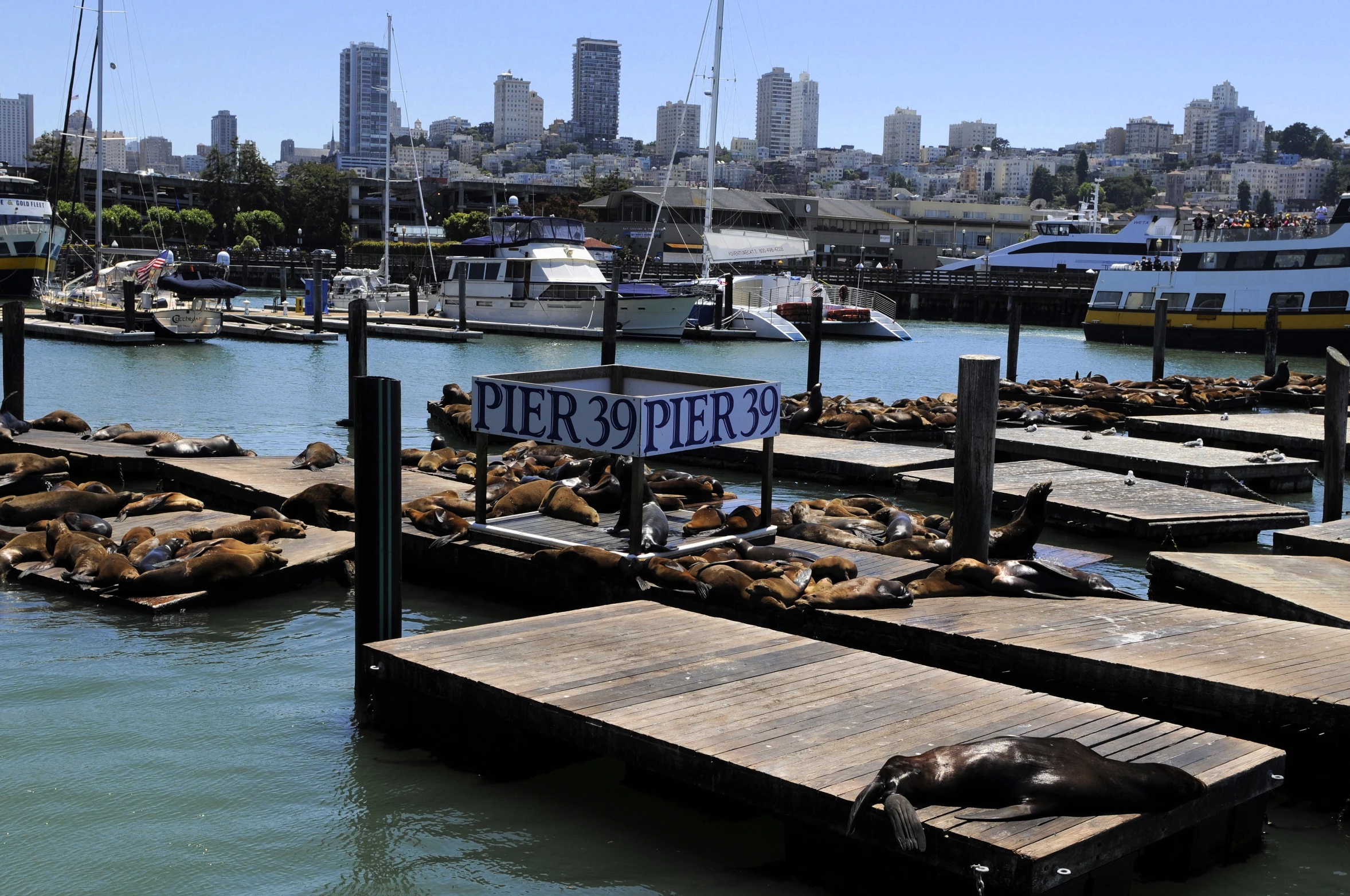 boats in the harbor with signs advertising pier for sea lions