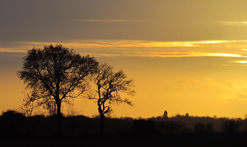 a lone tree standing on top of a field