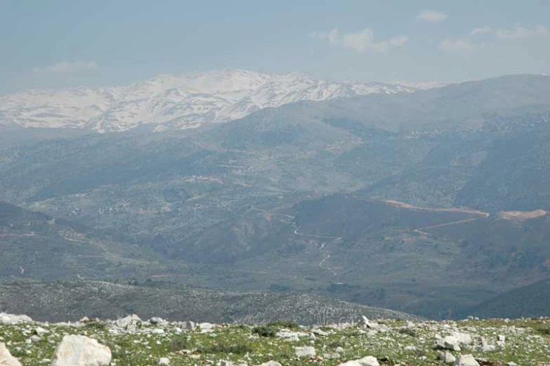 sheep grazing in a field with snow covered mountains behind them