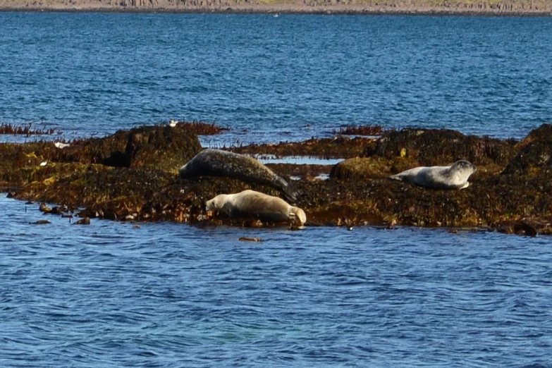 three animals lounging on an island in the ocean