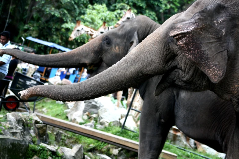 an elephant touches the wall of a zoo