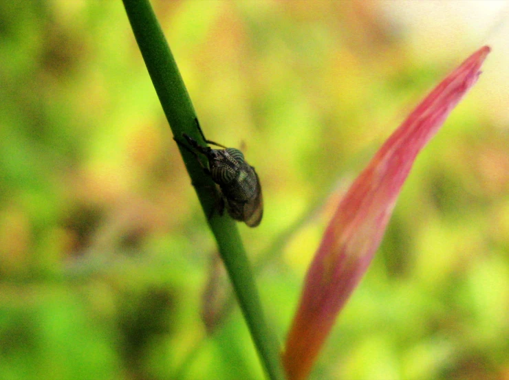 a bug sits on the tip of a pink flower