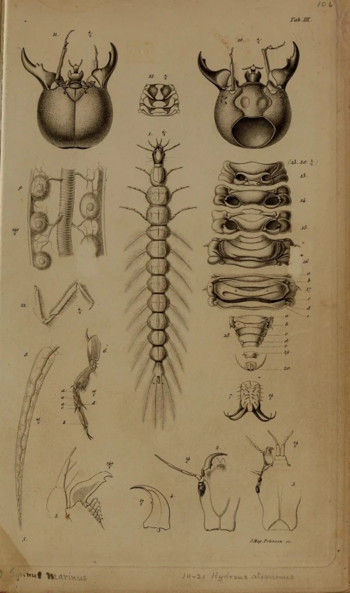 an antique diagram of some human objects