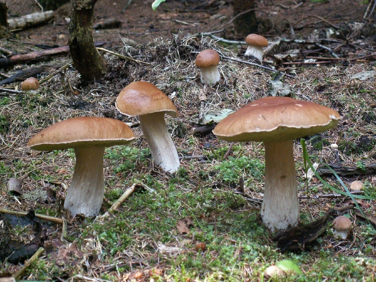 three mushrooms in a forest next to trees