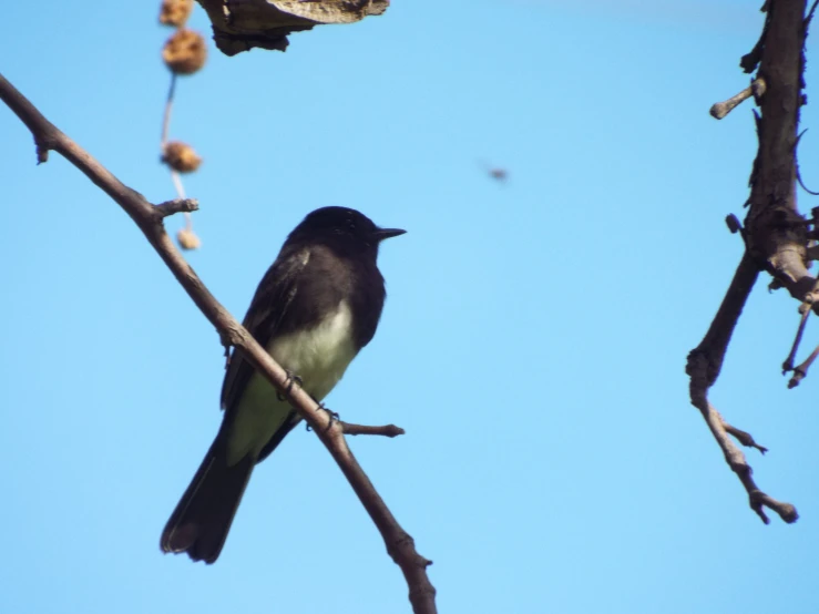 a black and white bird sitting on top of a tree nch