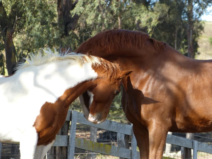 two horses in a corral facing each other