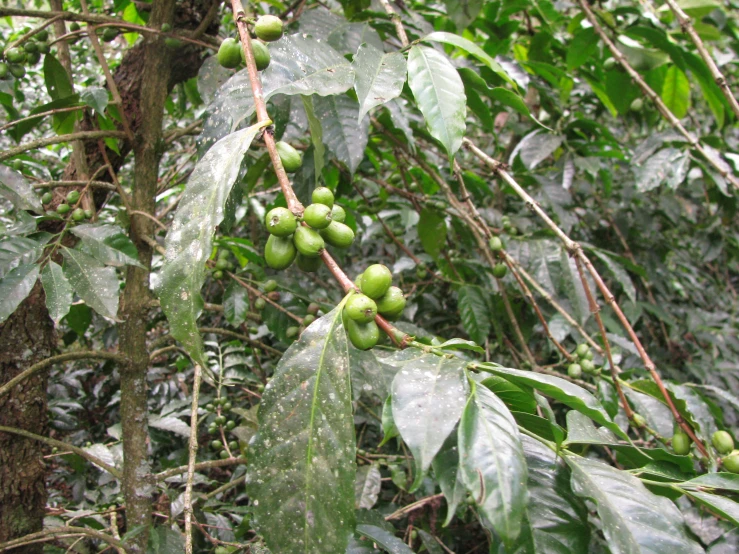 fruits growing on a nch in a forest