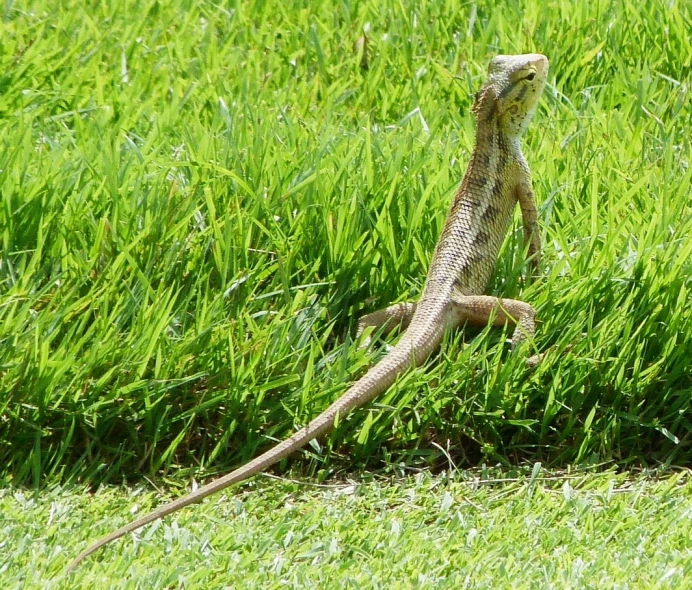 a lizard that is standing up in the grass