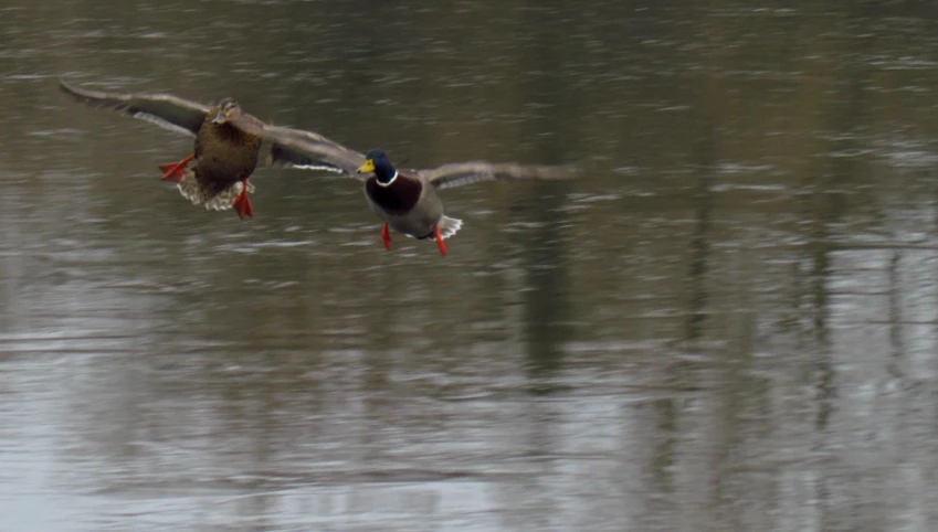 two birds flying through the air over a pond