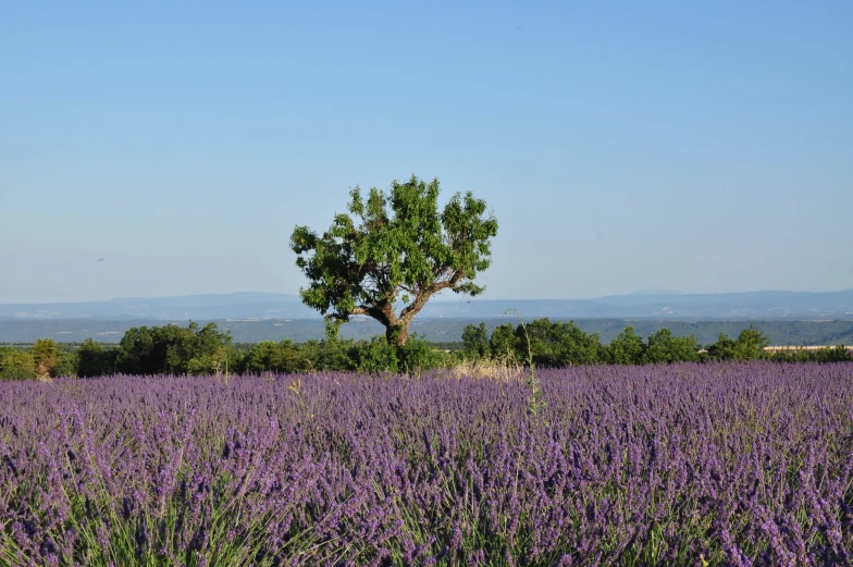 there is a lone tree in the middle of this lavender field