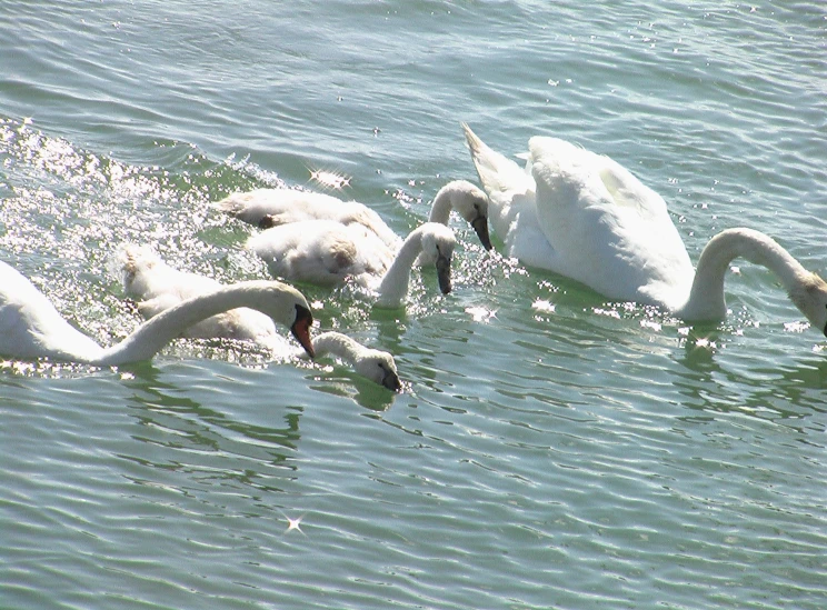 there are several white swans swimming in the water