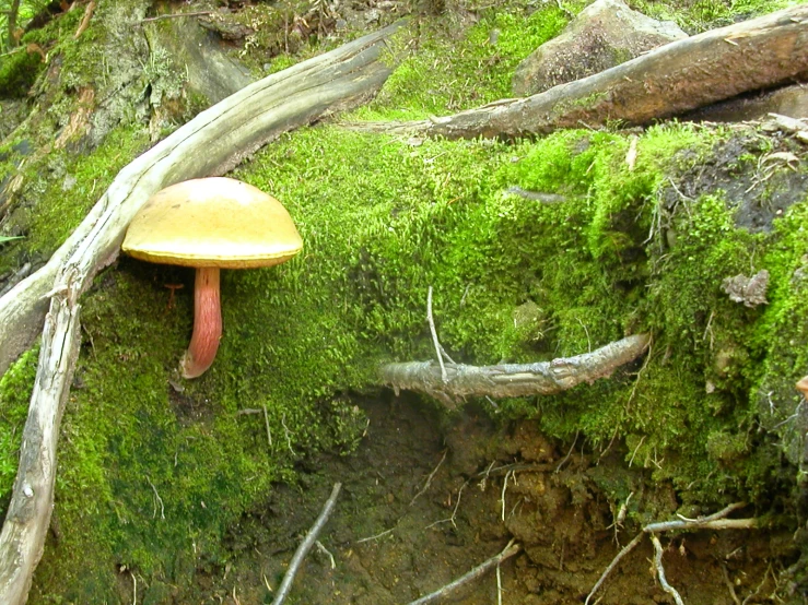 there is a mushrooms that is growing on the moss