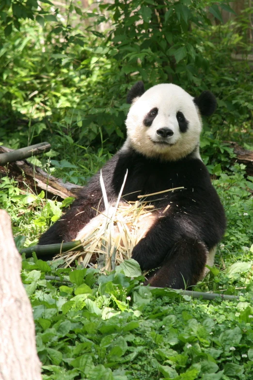 a panda bear is lying in the forest