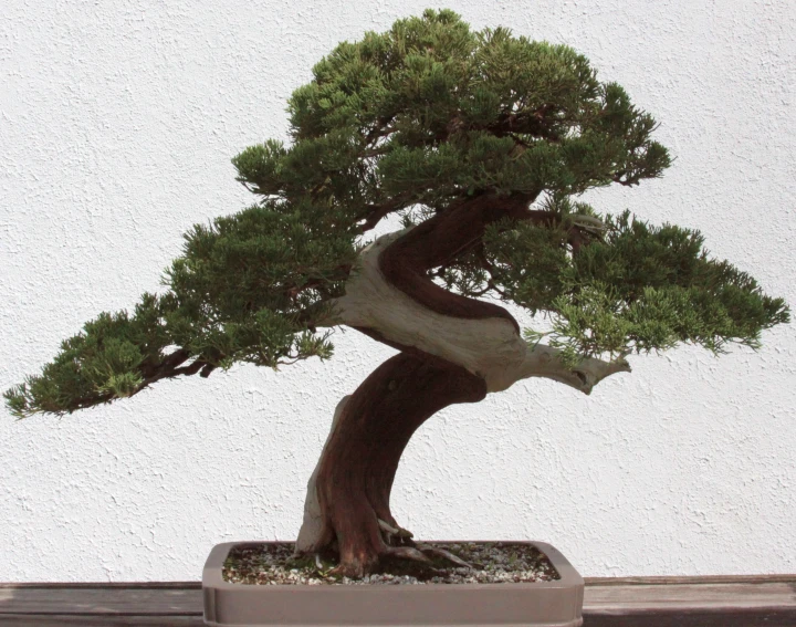 an ornamental bonsai tree in a ceramic pot