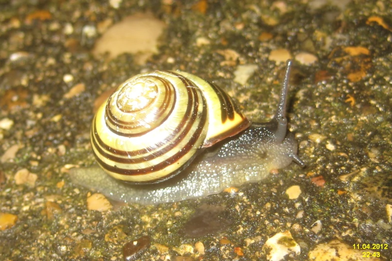 a snail moving along the ground and going forward