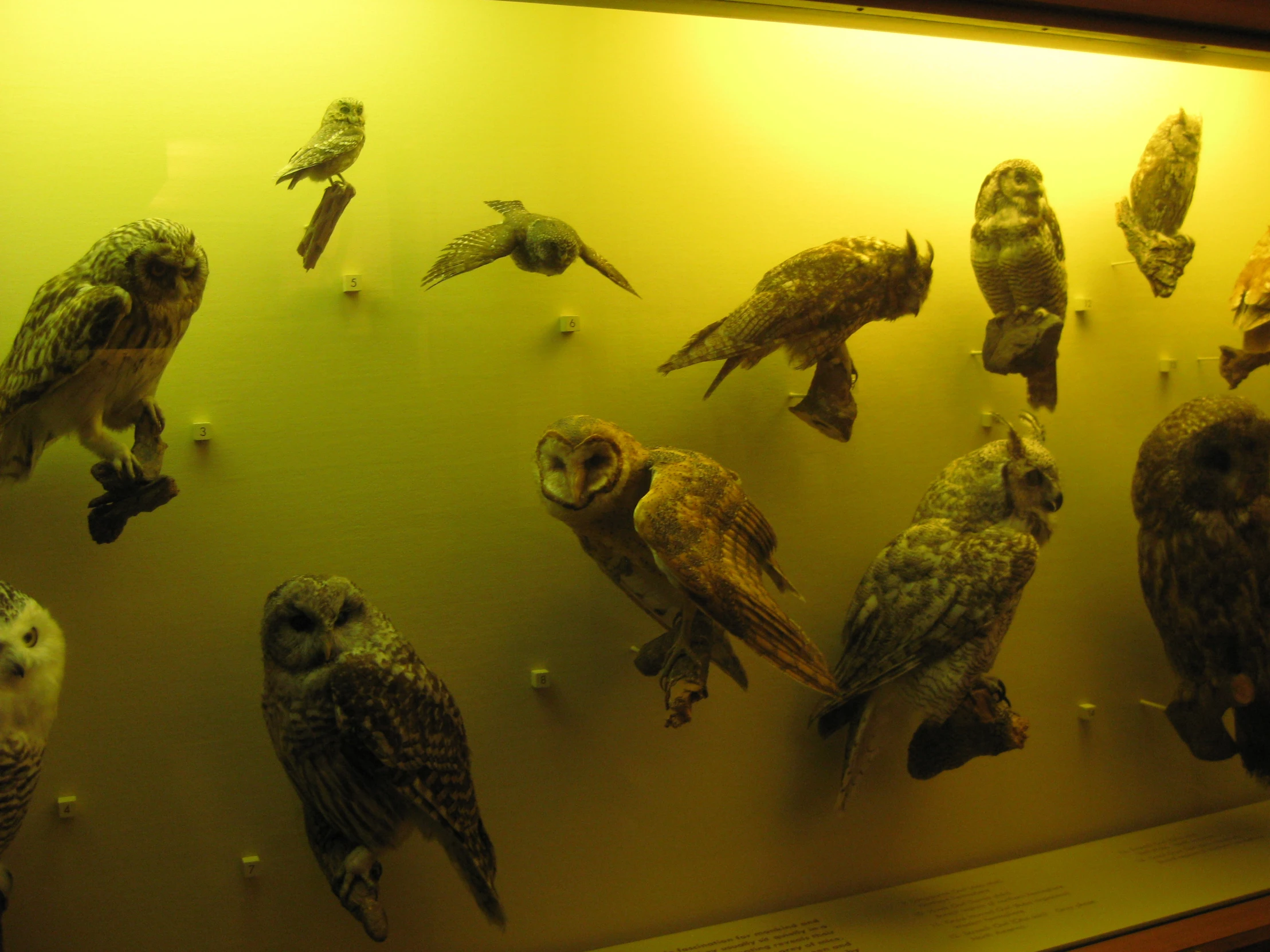 many owls on display inside of a large case