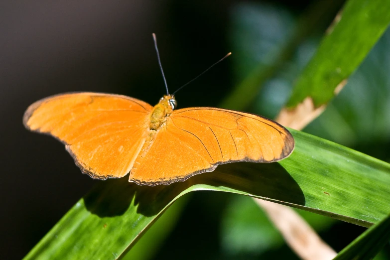 a single yellow erfly with black stripes sitting on a green leaf