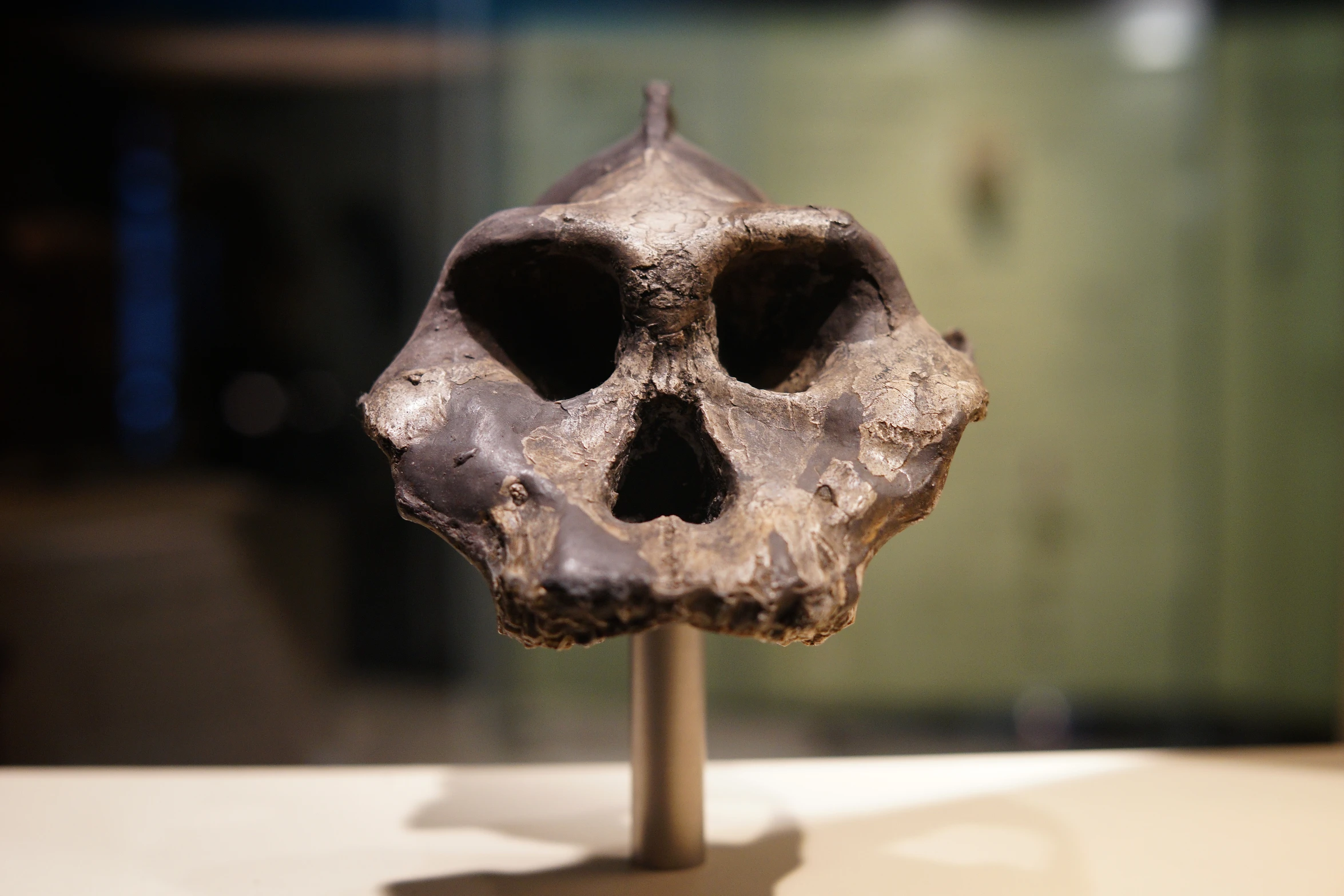 the skeleton is sitting on the table in a museum