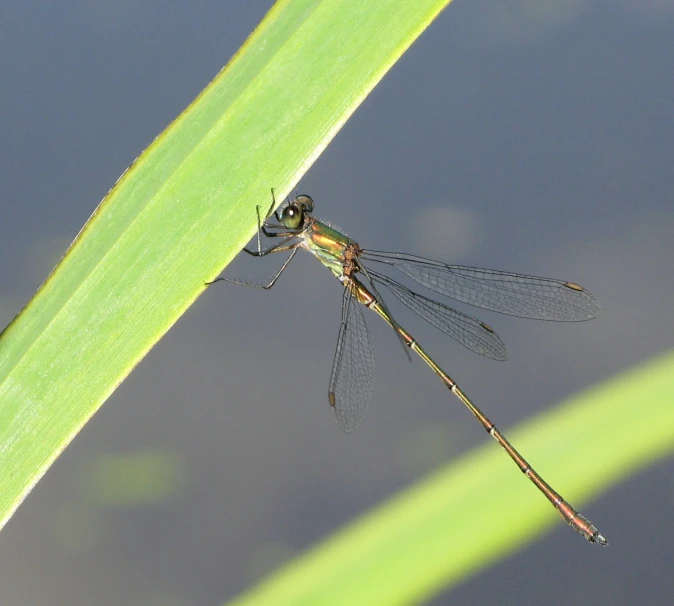 there is a large dragonfly sitting on top of a leaf