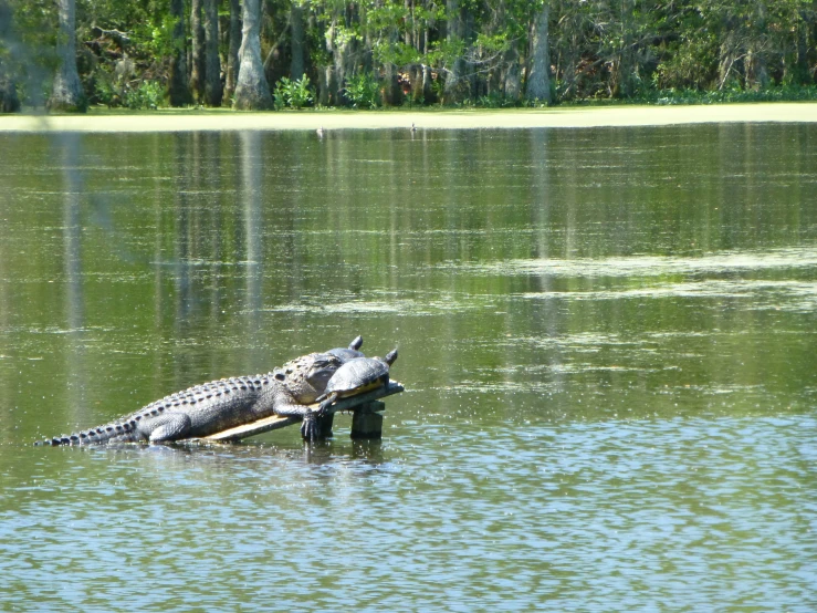 a large alligator sitting on top of a log in a lake