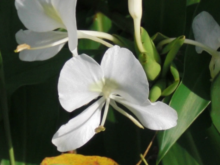 some white flowers blooming in a tree near other plants