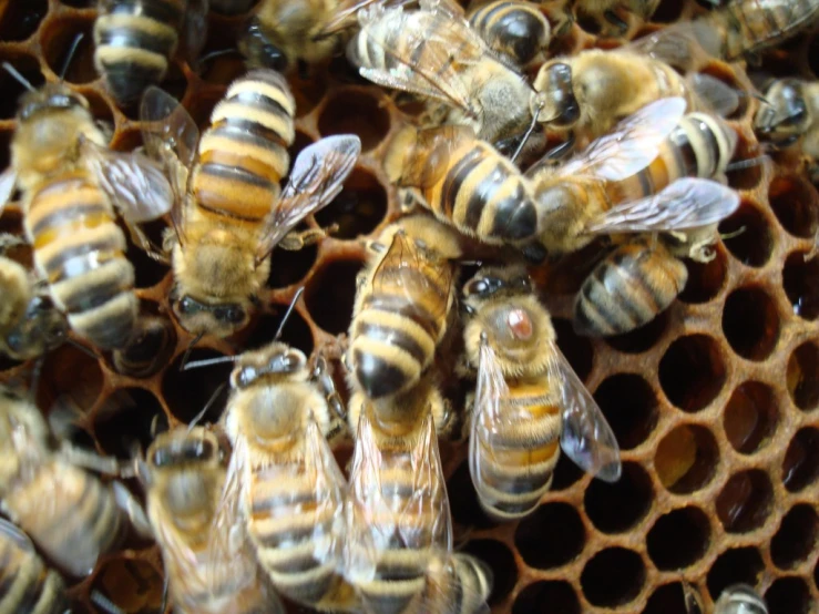 close up view of bees on honey combs