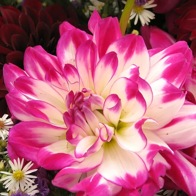 a close up view of a pink and white flower